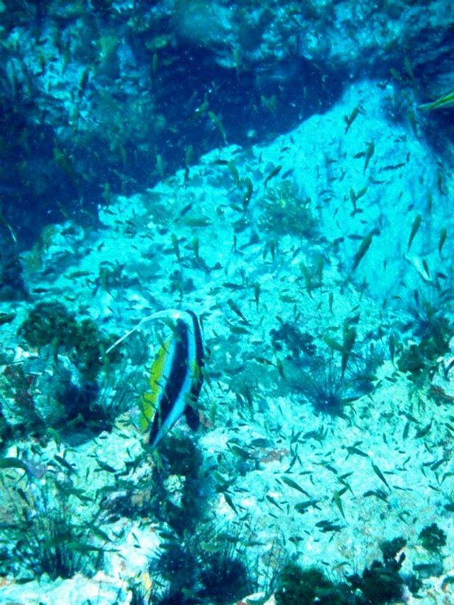 小魚のベールですな（笑）