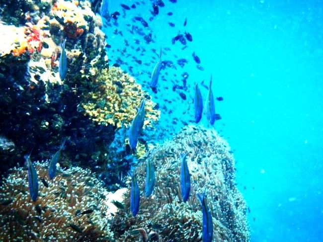 撮影者<br />撮影角度が判らない?<br /><br />だってね〜<br />セイルロックはお魚が縦横無尽に泳いでますから<br />