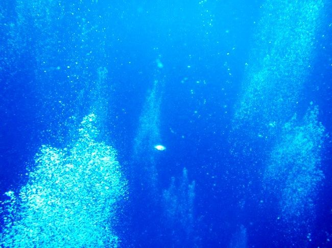 海中生物だけでなく<br />気泡もステキ