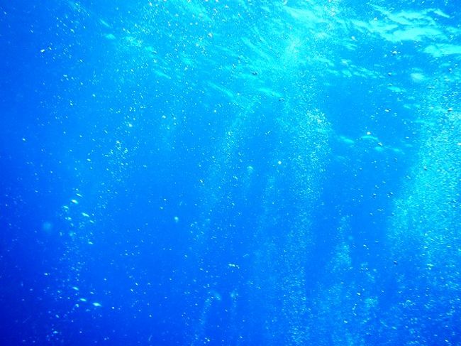 さあ<br />再訪divingのおわりです