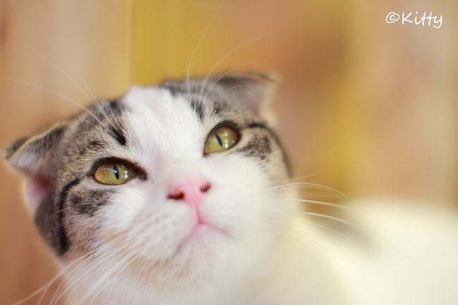 猫カフェファンタジー てまりのおうち In 吉祥寺 今は無き ねこカフェクラブ マーサスミス In 自由が丘 吉祥寺 三鷹 東京 の旅行記 ブログ By Kittyさん フォートラベル