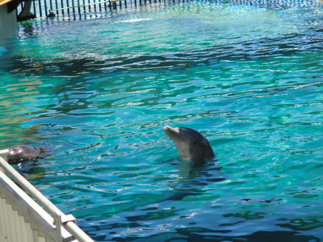 子供のスクールは、午前中アクティビティ＋午後英語の勉強。アクティビティでは、JUNGLE FUN(山にでも行くのかと思ったら、アラモアナのゲームセンター)、近くの公園、映画館、シーライフパーク、ビーチ等盛りだくさんの内容でした。<br />「シーライフパーク、楽しかったからまた行きたい」と言われましたが、結局行けずじまいでした。その代りジャングルファンは再度訪れました。