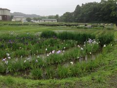 少し遠回りして着いたここがどうやら多賀城跡の一部である「あやめ園」のようです。

こんな雨の中でしたが、ここは見物客もそこそこ来ていており、ようやく旅に来ている事を実感できました。