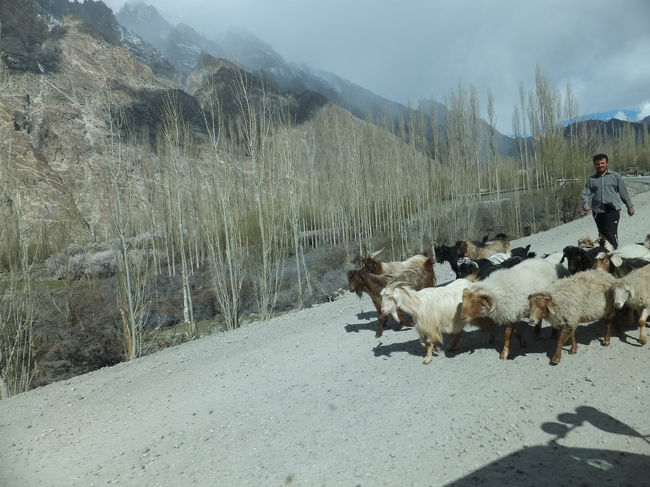 30分の乗船を終わり、再びバスへ。<br />ヤギや羊を横目に上部フンザにあたるゴシャール地区へ。<br />