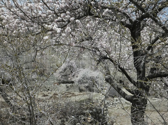 いくら写真にとっても、この綺麗さは実際に見ないと感動を共有できない。<br />秋になればこれが一面に紅葉に染まるとのこと。<br />春のこの景色を見てしまったら、秋もさぞかし綺麗な風景なのだろうと、簡単に想像できる。<br />