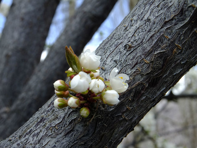 桜はへたがあるけれど、アンズはそのまま枝に花が付く。<br />サクランボとアンズを思い浮かべると分かりやすい。