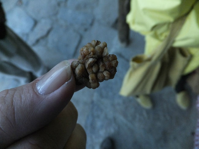 ドライフルーツのイチジク。<br />これが一番おいしかった！