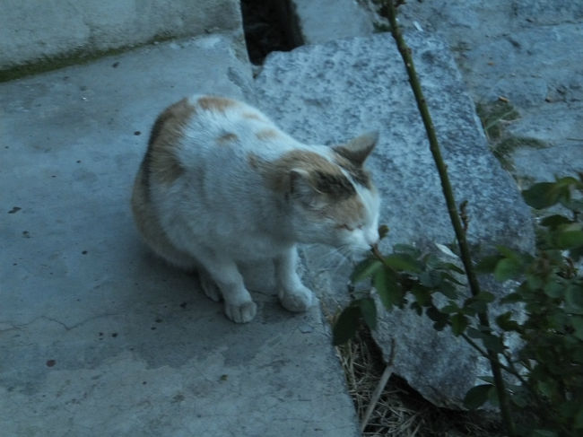 店先でバラの葉っぱを食べる看板猫。<br />お腹空いてたのかな。<br />自分もお腹が空いたので、散歩を切りあげてホテルへ戻る。