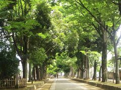 氷川神社の参道にはいったら
緑が鮮やか