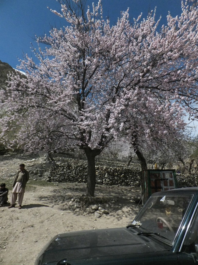 再びジープに乗ってホーパル氷河へ出発。<br />お天気はすっかり回復し、快調に散策へ。<br />標高が高いおかげで、カリマバードの杏の花はドンピシャで文句なしの満開。<br /><br />どこを見てもいい風景。<br />ジープを止めた駐車場にも満開の杏の花。