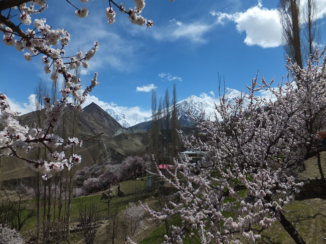 天気に恵まれているので、ジープから降りて歩いて散策することに。<br />朝は見えなかったゴールデンピークもよく見える。<br />緩やかなくだりの坂道は車の往来もなく、まさに歩行者天国。<br />咲き誇る満開の杏の花を見ながらの散歩、なんて贅沢な健康生活！<br /><br />花に見惚れすぎて、何度うっかりつまづいたことか。。<br />転ぶことはなんとか避けられたけどね。