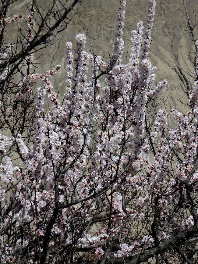 一見桜とも見えるアンズは、枝にそのまま花が咲くとのこと。<br />さて、この知識、いつまで覚えていられるか。。<br />