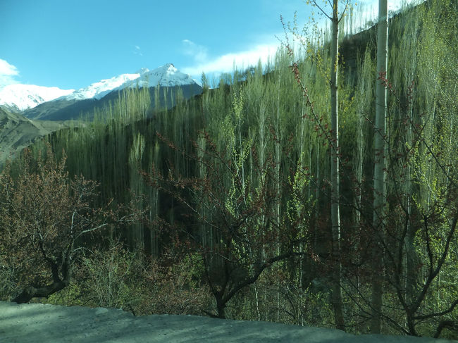 アルチット村の散策を終えて、今度はバルチットに向かう。<br />杏だけかと思いきや、所々にポプラの木。<br />杏の満開を見過ぎたせいか、途中に見えた緑の木々がとても新鮮。<br />これも秋になったら黄色に染まるとのこと。<br />