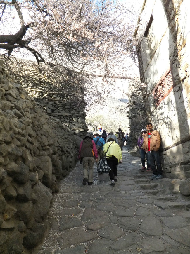 ここでも満開の杏に歓迎されて、最後の坂を登る。