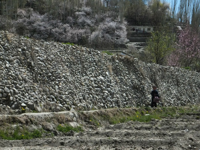 せっかくなので、少しだけ散歩を予定に組み込んで最後のフンザの風景を楽しむことに。