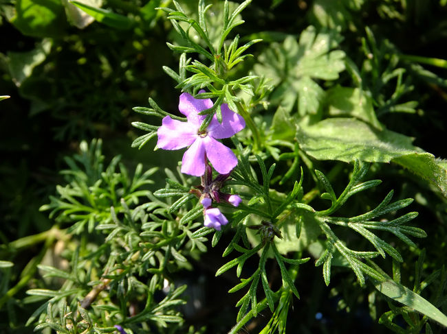 杏やリンゴ、アーモンドと木に咲く花々を見てきたせいで、地上に咲く小さな花がとても新鮮。<br /><br />