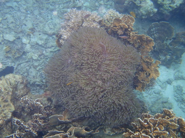 それなりに珊瑚やイソギンチャクなどもいて、浅瀬で潮流もないので<br />シュノーケル初心者にはいいと思います。<br />ダイバーにも物足りないかな？<br />でも、ビーチは綺麗ですので、行く価値はあると思います。