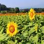 骨休みで箱根に１泊、でも暑かった!