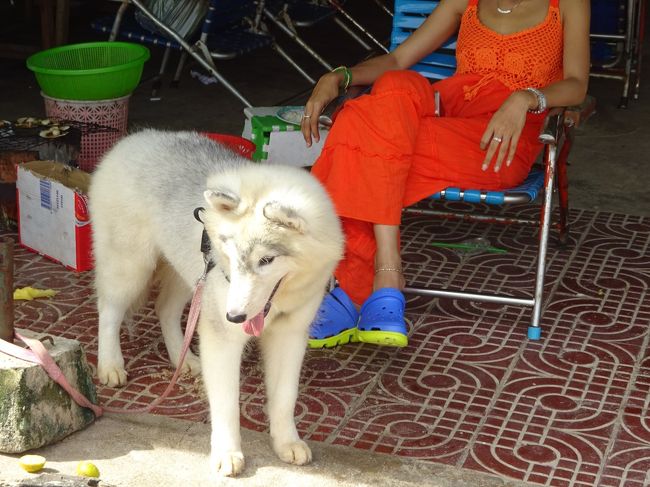 犬ちゃんも海水浴に来ていたりして
