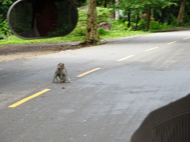 道路の真ん中に猿ちゃんの姿が・・