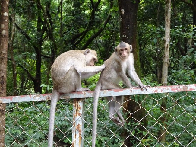 仲良く毛ずくろいする姿や