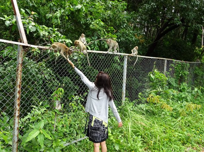 観光客と戯れる姿も見受けられ<br />まだ自然が残されている様子