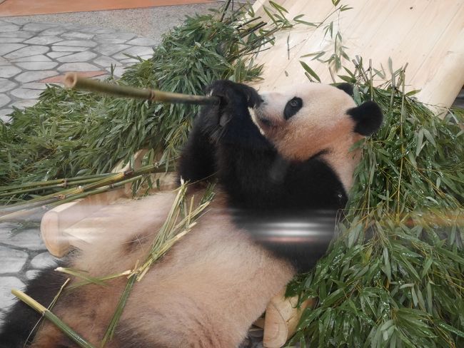 お母さんも竹が大好き。