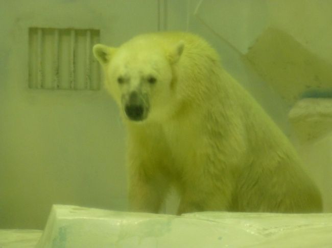 海獣館センタードームで、しろくまさん。