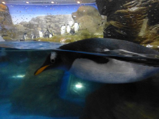 ペンギンさん近い。