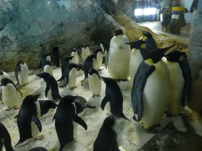 めっちゃたくさんいます。