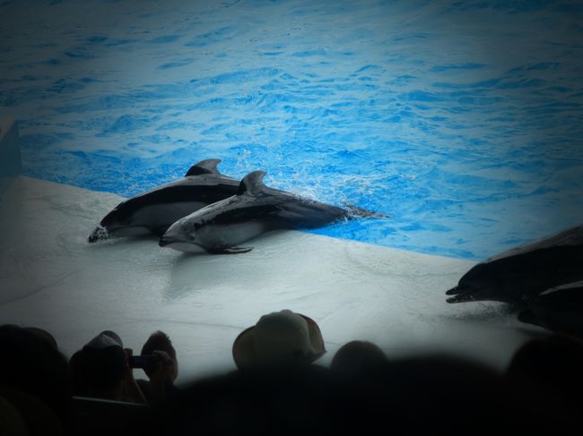 ビッグオーシャンでイルカショー
