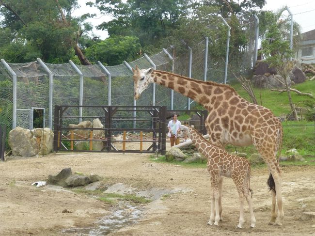 ケニア号に乗って、サファリワールドへ。<br />キリンの親子