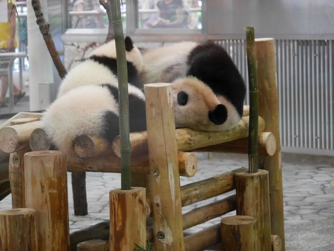 もう一度パンダに会いに。