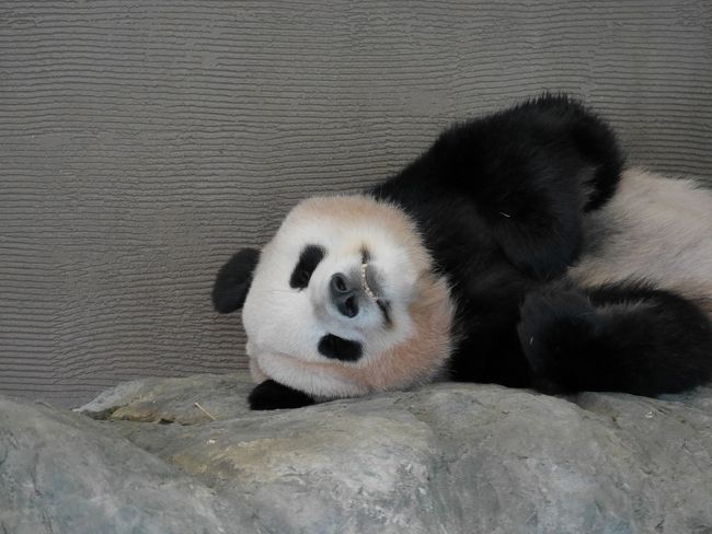 パンダラブにいるお姉さんパンダ。クーラーのきいた部屋で爆睡中。朝ご飯を食べたら、みんなお昼寝しちゃうのね。