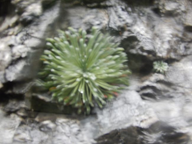 サキシフラガ・ロンギフォリア<br /><br />ピレネー原産種といわれる石灰質岩質の岩壁に生息していたユキノシタ科の植物