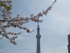 ３日目　４／９（木）良いお天気♪
今日は今戸神社と鷲神社へ行ってみることにしました。
残念ながら、桜はもう見頃を過ぎてしまいましたが、
それでも絵になる風景。