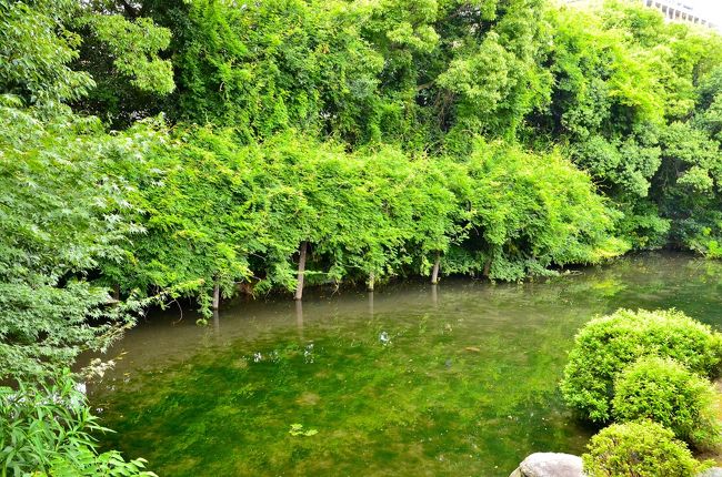 紫藤岸（しとうがん）＜十三景の八＞<br />印月池の北東、回棹廊の東にあり、その名の通り藤棚が池に迫り出すように造られています。当初この藤は野生だったと伝えられていますが、現在は棚が設けられているそうです。<br />水面に映った樹木から印月池の透明度が推し量れます。鬱蒼とした樹木の先は、河原町通に面する築地塀になっています。