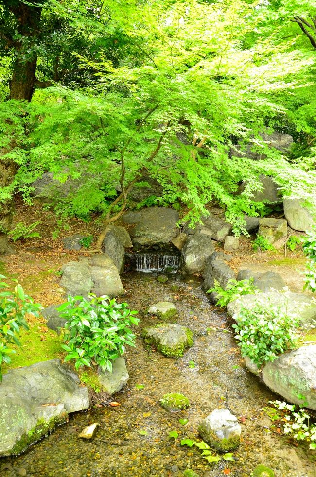 獅子吼<br />青モミジが目に眩しいほどです。秋の紅葉の季節にはどんな景観を見せてくれるのでしょうか？