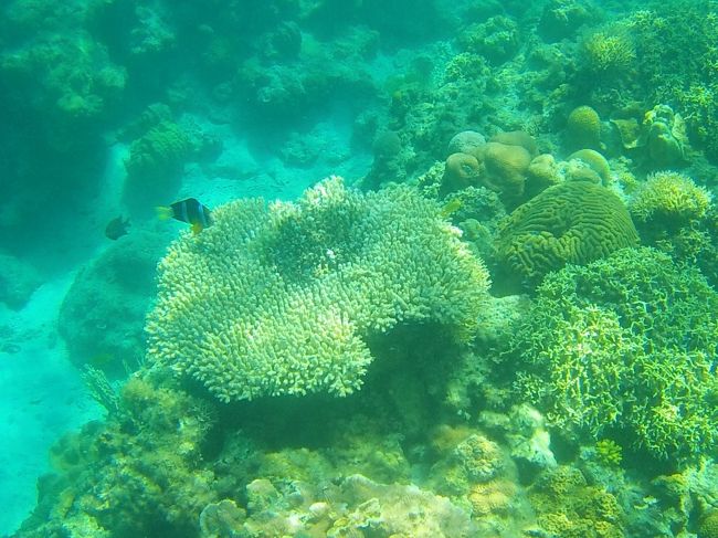 光の加減でちょっと色が鮮明になりませんでした。<br /><br />