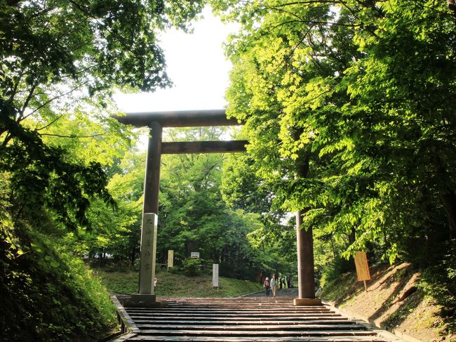 地下鉄東西線に乗り、円山公園駅で下車。<br /><br />かなり強い日差しの下、キャリーバッグを引きずって丸山公園を目指します。<br /><br />途中まで舗装された道が続いていましたが、北海道神宮の大鳥居が見えた当りからは砂利道となり、バッグを持って歩かざるを得ませんでした。<br /><br />森の道を歩いていたところ、野生のキツネが目の前を横切って行くのが見えました。
