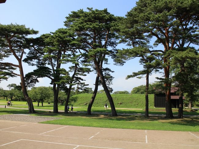 五稜郭に生い茂る松は、築城当時に植えられたものと、その後に植えられたものとがあります。