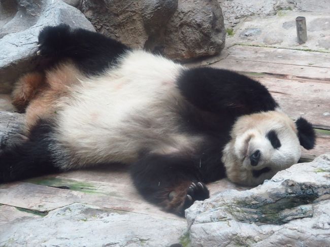 ぐだぐだ北京4 パンダもグッタリ 真夏の北京動物園 北京 中国 の旅行記 ブログ By 熱帯魚さん フォートラベル