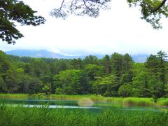 青沼のすぐ近くにるり沼があります。この時間、磐梯山の頂上は雲で隠れていました。
草が多くて、瑠璃色の沼はよく見えません。。
