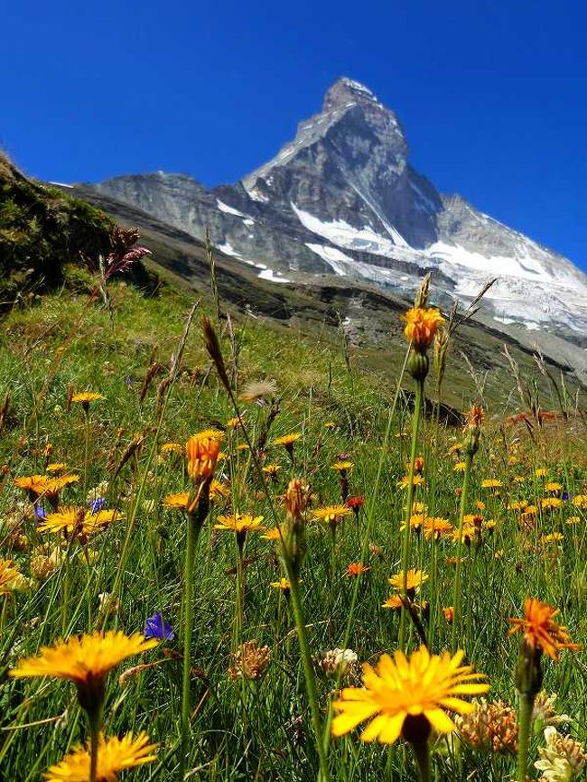 花がいっぱいでした