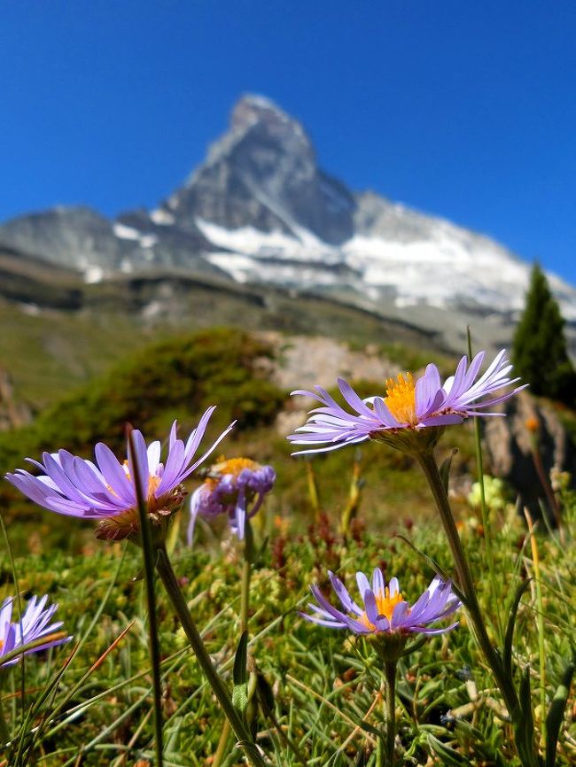 アルペンアスターとマッターホルン