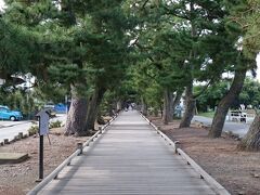  立派な松の木が続く道 ? まっすぐ伸びた神の道　松原から御保神社へ続く道