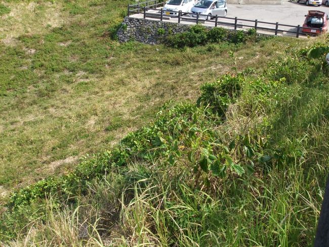 この駐車場の横<br />単なる空地ではないんです<br />ここへは‘風〜ウィンド〜’を求めて移動してきたのでした