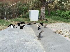 途中で猫猫パーク地帯発見。
よくここに捨てにくるのよ、と地元の方が嘆いておりました・・・それはひどい。