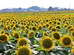 野木町では毎年の夏にひまわりフェスティバルを開催していて、今年はその24回目に当たる年。
でも私は今年になるまで、そんな向日葵いっぱいのお祭りがあるという事を全然知らなかった。
たまたま、今回の夏旅に向けて野木町のお隣の古河市のホームページを調べていて、向日葵畑という単語を見つけ、そこからひまわりフェスティバルの情報に辿り着いたのだ。

しかし、私がその情報を知ったのはフェスティバルの直前。
あまりに直前過ぎてフェスティバル本体には行く事はできなかったが、ヒマワリ畑の見頃はしばらくは続く…という事だったので、フェスティバルの翌週の週末となるこの日に訪れることにした。

ボランティアセンターから自転車を走らせること約20分で、ヒマワリ畑に到着した。

さすが、20万本のヒマワリ畑。
目の前一面に広がる黄色い大輪の花。

圧巻の風景だ。
