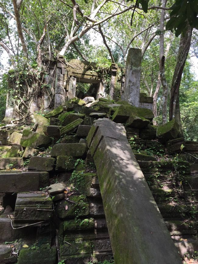遺跡の上に木が沢山生えている